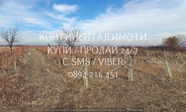 Код 62932. Гледано лозе 2200м2 десертно Супер ран болгар в отлично със