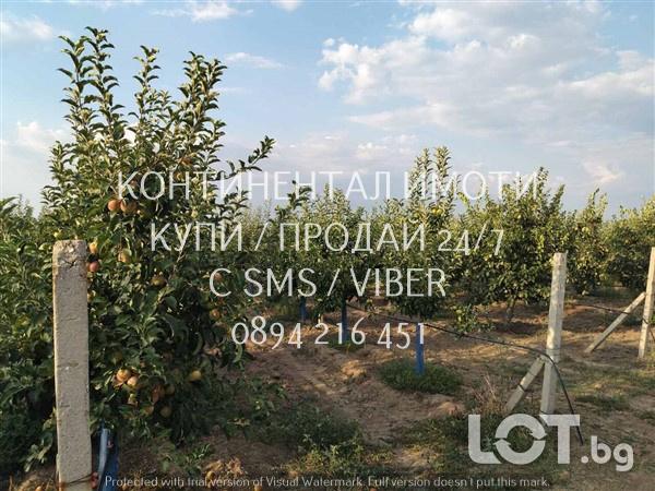 Код 70106. Ябълки - 4дка млада градина на 6 г., с капково напояване на