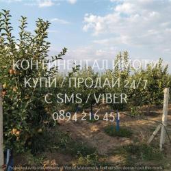 Код 70106. Ябълки - 4дка млада градина на 6 г., с капково напояване на