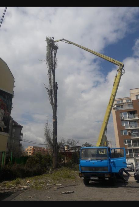 Рязане на опасни дървета и клони