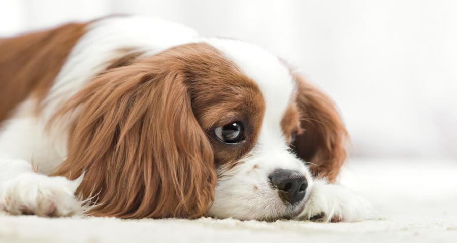 Търсим кучета за фото сесия