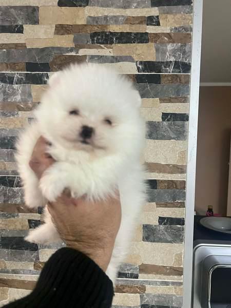 Кученца Померан