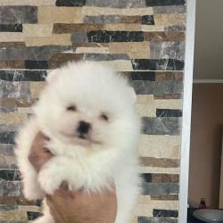 Кученца Померан