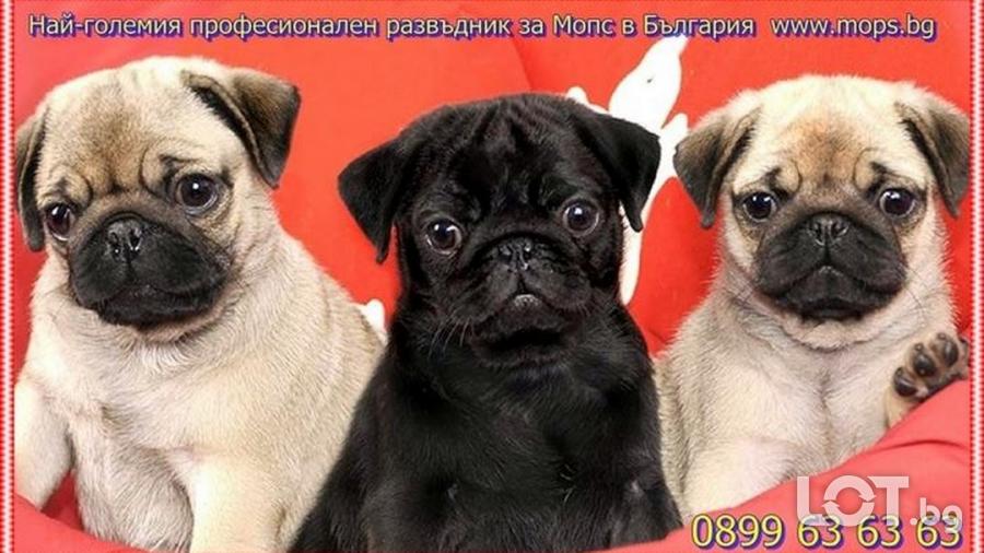 Чистокръвни черни бебета Мопс с родословие