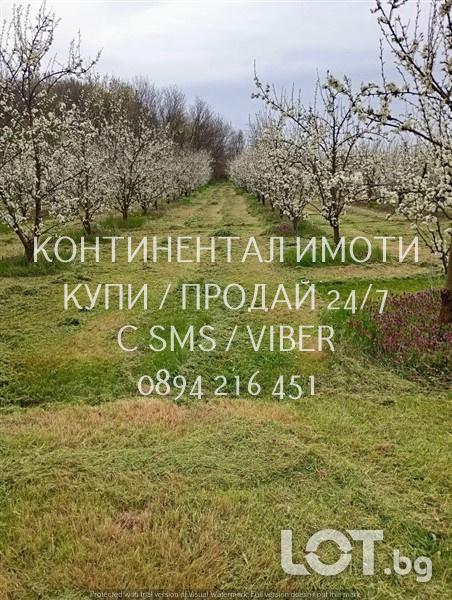 Код 70107. Масив 17дка със сливи Стенлей, поддържан, със сондаж за пол