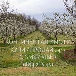 Код 70107. Масив 17дка със сливи Стенлей, поддържан, със сондаж за пол