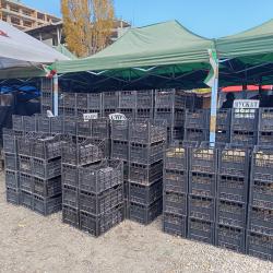 Грозде собствено производство Безплатна доставка за София и околностит..