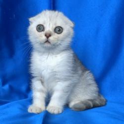 Клепоухи късокосмести котенца