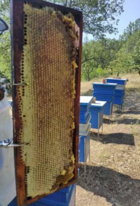 Здравейте продавам 100% чист био мед