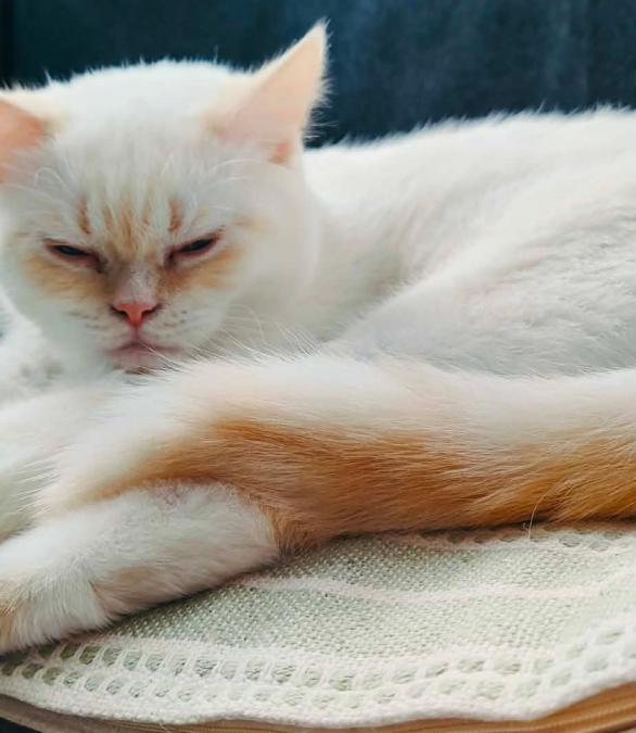 Шотлански късокосмести котета