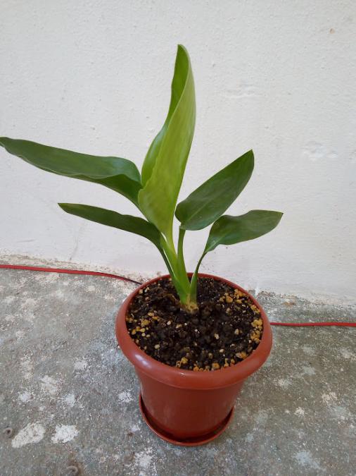 Стрелиция Райска птица - Strelitzia reginae - 30 височина
