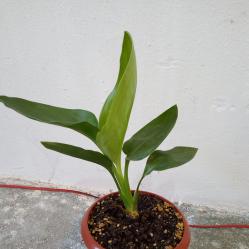 Стрелиция Райска птица - Strelitzia reginae - 30 височина