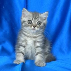 Британско късокосместо котенце