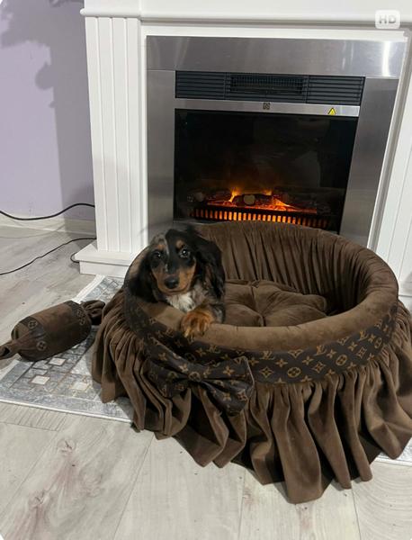 Дакел джудже с дълга козина, мерл, женски