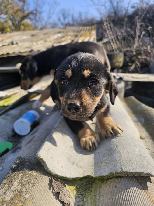 Малки Ротфайлери