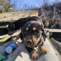 Малки Ротфайлери