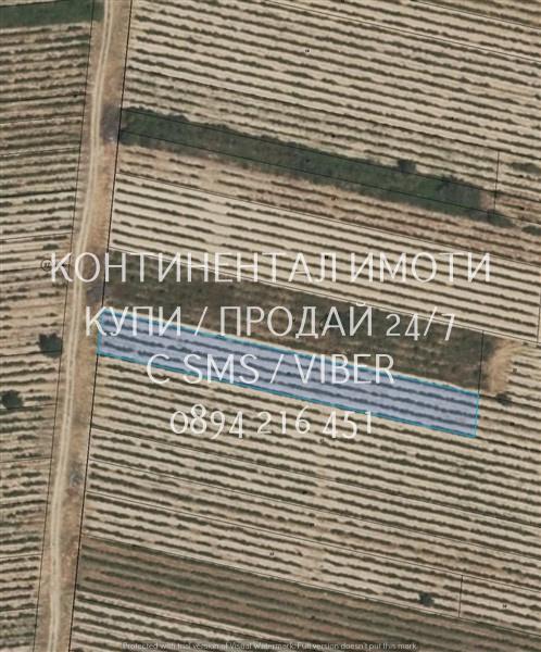 Код 63108. Лозе 1600м2, гледано в идеално състояние и големи добиви. Л