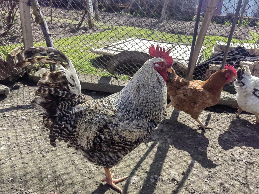 продавам петел