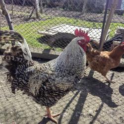 продавам петел