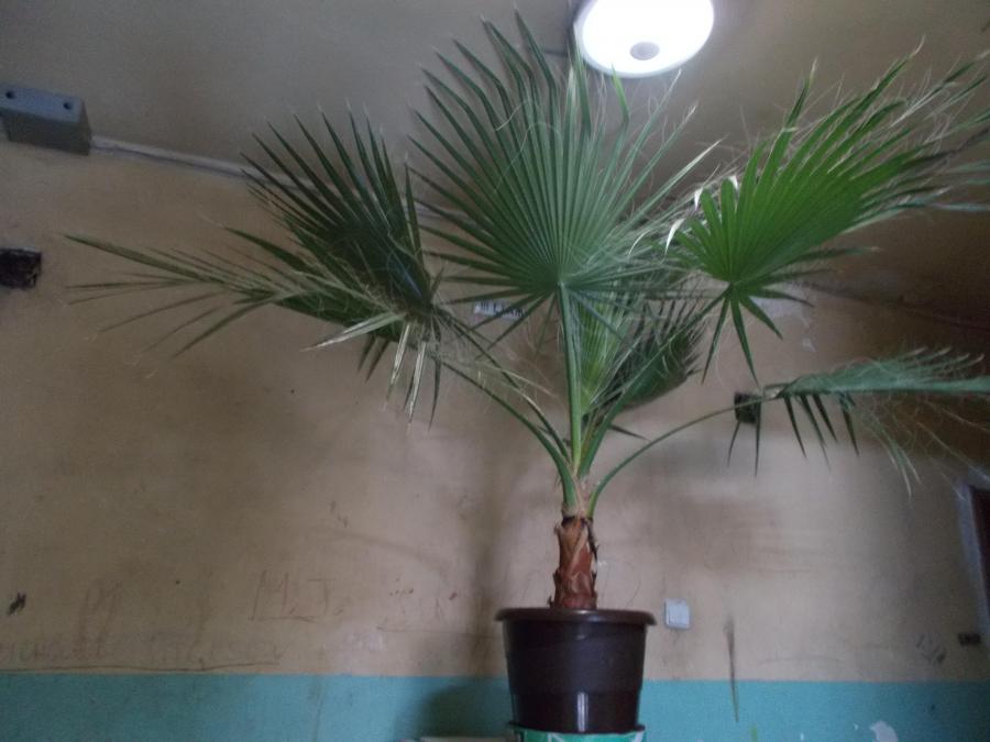 Продавам палми Вашингтон- Washingtonia filifera