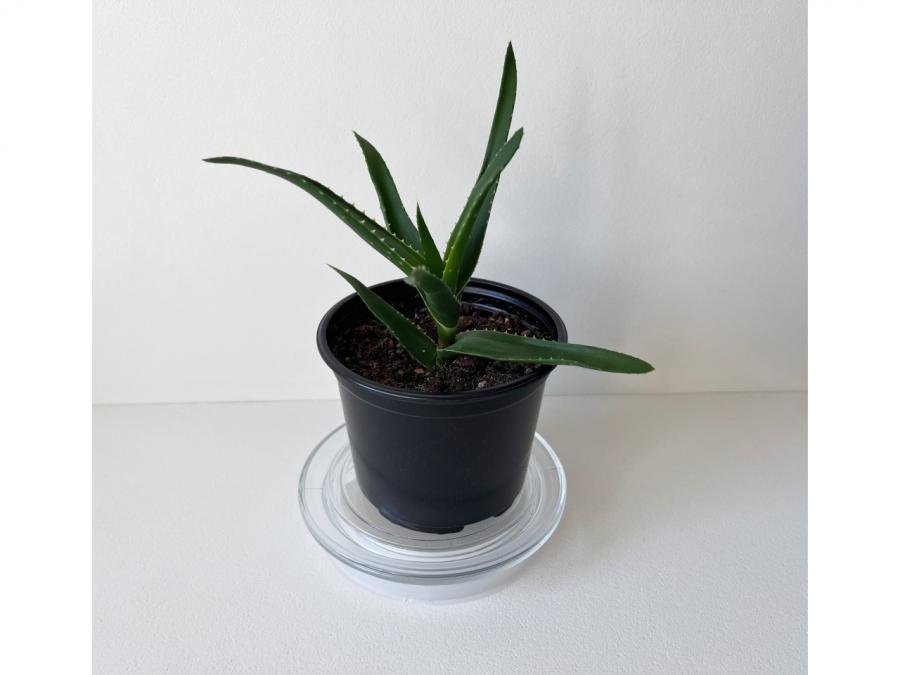 Tъмнозелено Алое Вера