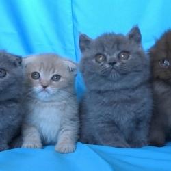 Шотландски клепоухи котенца