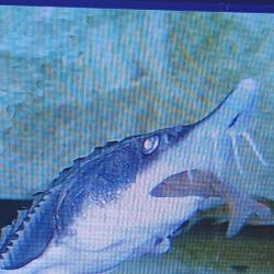 Продавам малка, мобилна дестилерия за етерично масло.