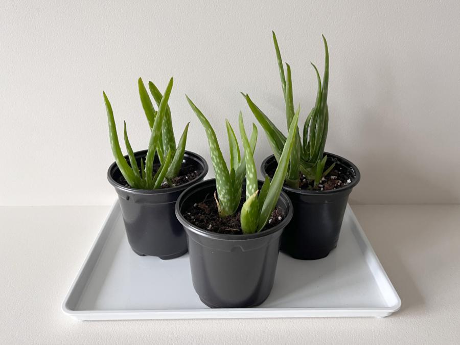 Светлозелено Aлое Вера