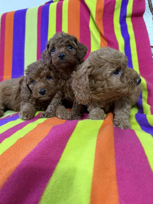 Малки той пудели