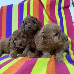 Малки той пудели