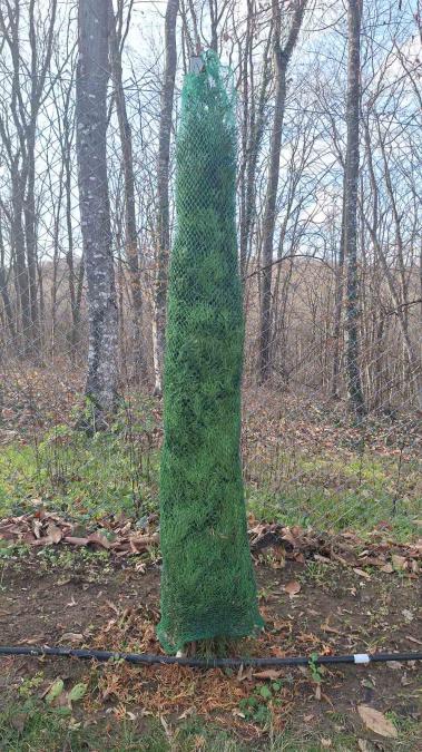 Мрежа за туя мрежи за туи