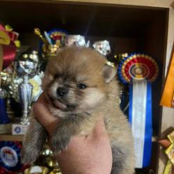 Померан, кученца от най-високо качество