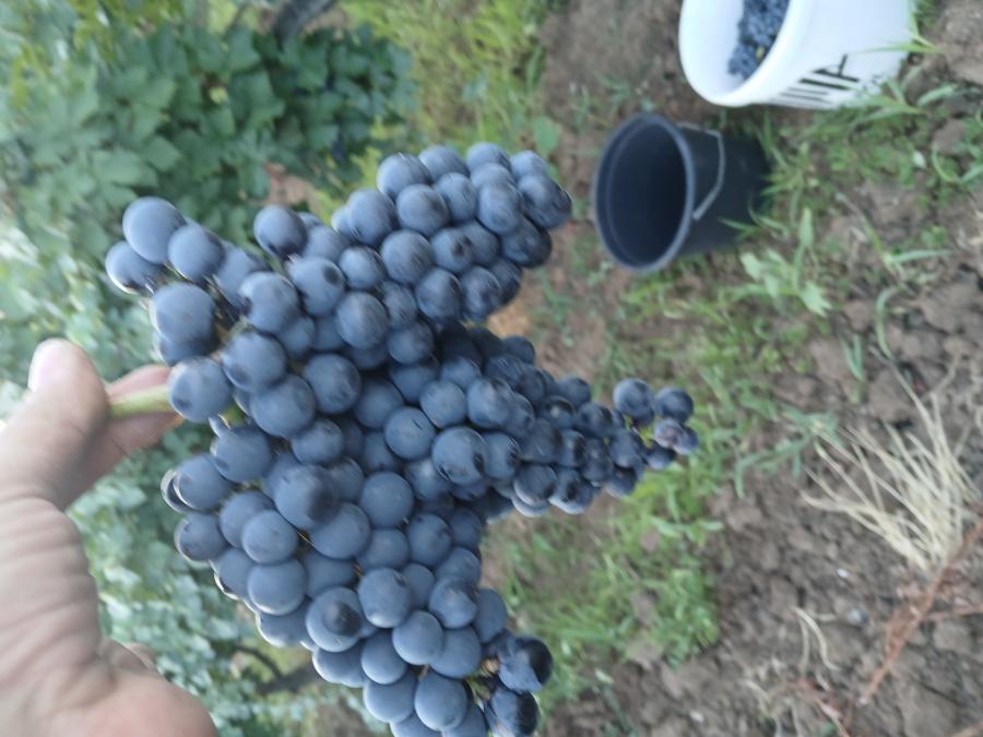 Продавам грозде рубин и мерло
