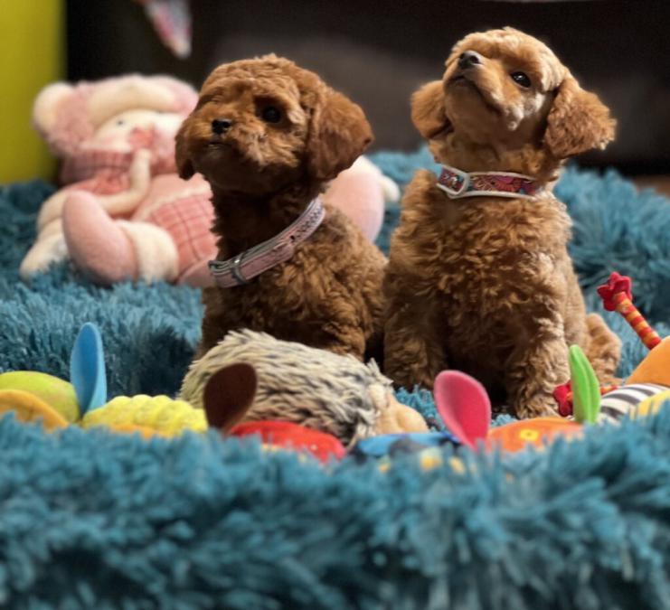 Пудел той Poodle toy кученца