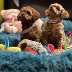 Пудел той Poodle toy кученца