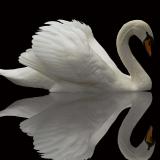 Васил Васил